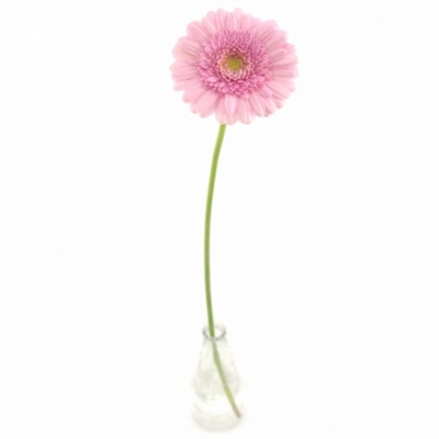 Gerbera mini JUNA