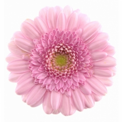 Gerbera mini JUNA