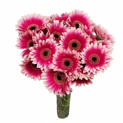 Gerbera mini KIAN