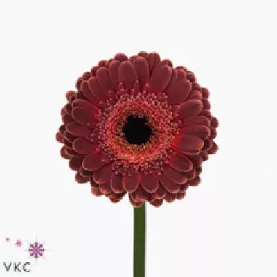 Gerbera mini KNIGHT RIDER