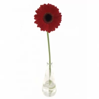 Gerbera mini LADIES NIGHT