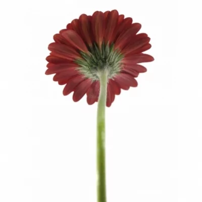 Gerbera mini LADIES NIGHT