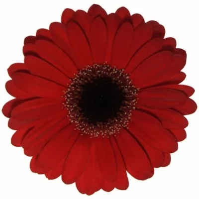 Gerbera mini LADIES NIGHT