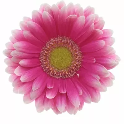 Gerbera mini LAUDA