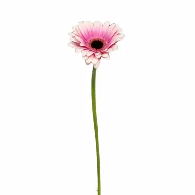 Gerbera mini LEANDO