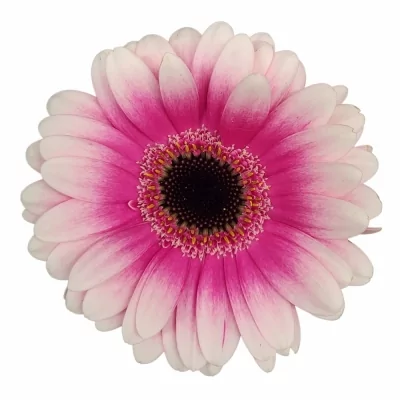 Gerbera mini LEANDO