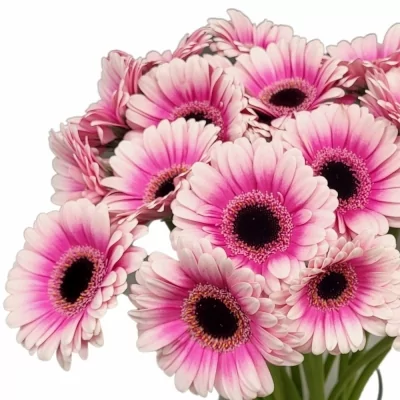 Gerbera mini LEANDO