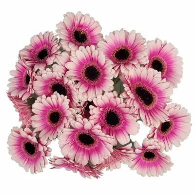 Gerbera mini LEANDO