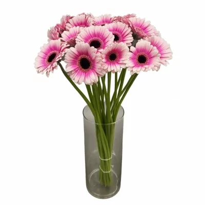 Gerbera mini LEANDO