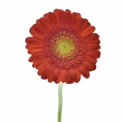 Gerbera mini LIPSTICK