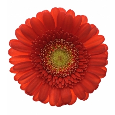 Gerbera mini LIPSTICK