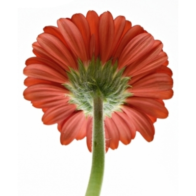 Gerbera mini LIPSTICK