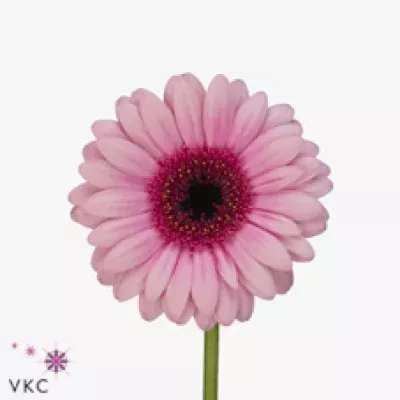 Gerbera mini LUV