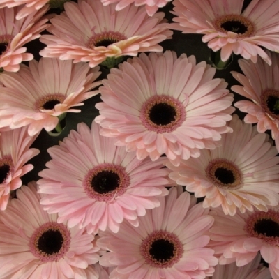 Gerbera mini MACARON