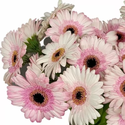 Gerbera mini MALDINI