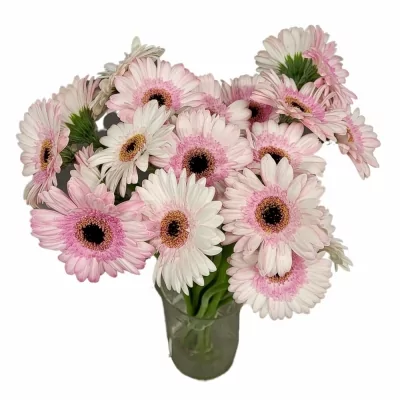 Gerbera mini MALDINI