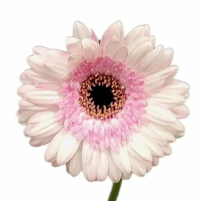 Gerbera mini MALDINI