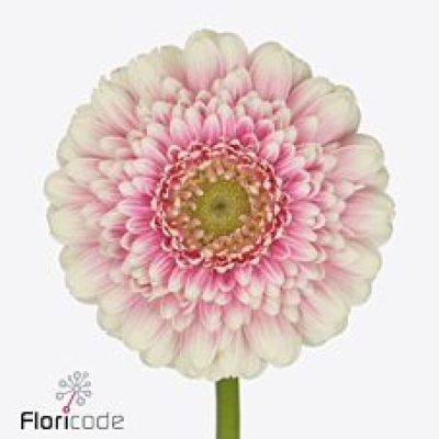 Gerbera mini MALOU