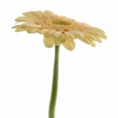 Gerbera mini MICKEY