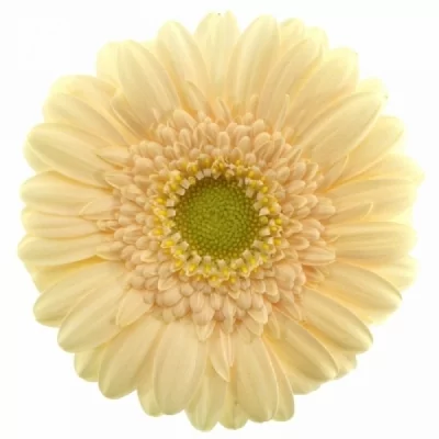 Gerbera mini MICKEY