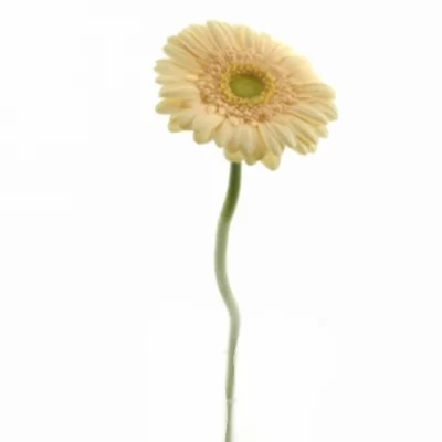 Gerbera mini MICKEY