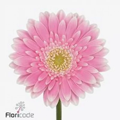 Gerbera mini NESTA (WATER)