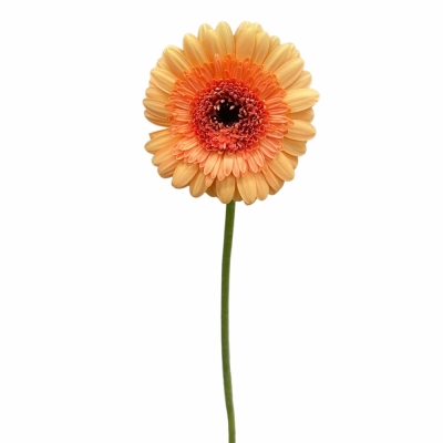 Gerbera mini OREO