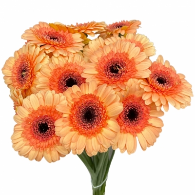 Gerbera mini OREO