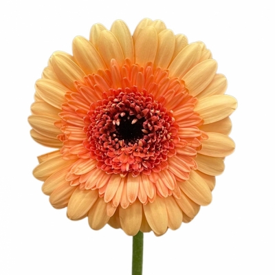 Gerbera mini OREO