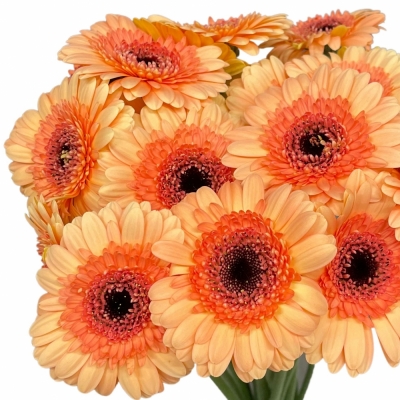 Gerbera mini OREO