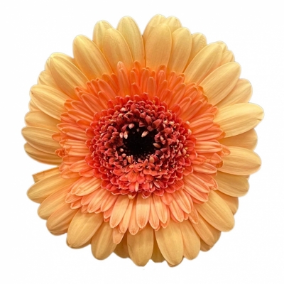 Gerbera mini OREO