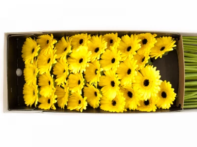 Gerbera mini PACMAN