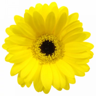 Gerbera mini PACMAN