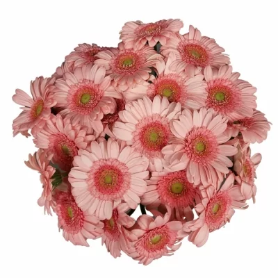 Gerbera mini PINKY