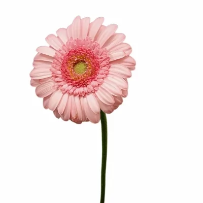 Gerbera mini PINKY