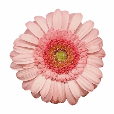 Gerbera mini PINKY