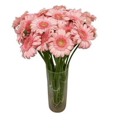 Gerbera mini PINKY