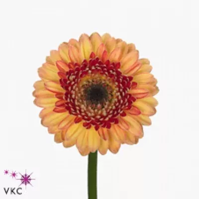 Gerbera mini PIXELS