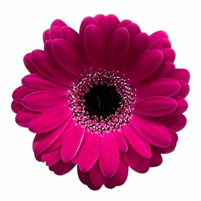 Gerbera mini PLATINI