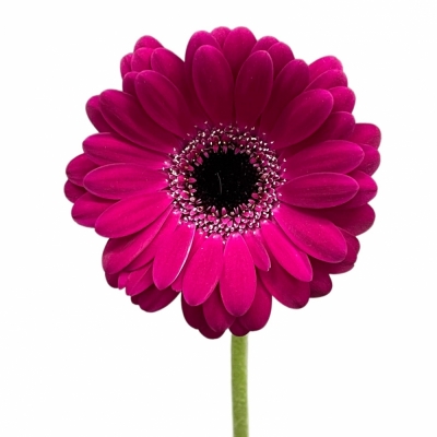 Gerbera mini PLATINI