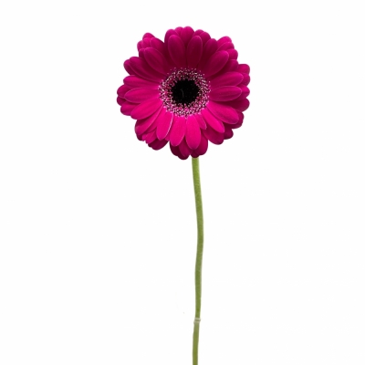 Gerbera mini PLATINI