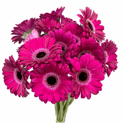 Gerbera mini PLATINI