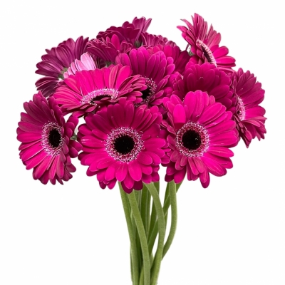 Gerbera mini PLATINI