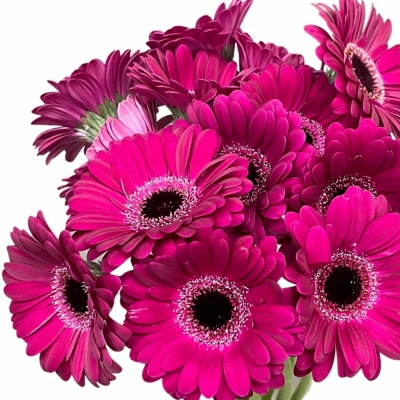 Gerbera mini PLATINI