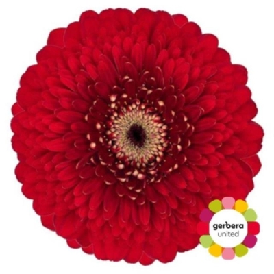 Gerbera mini POMPONI FLOYD