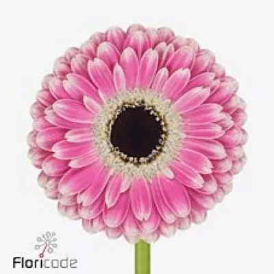 Gerbera mini PUCK