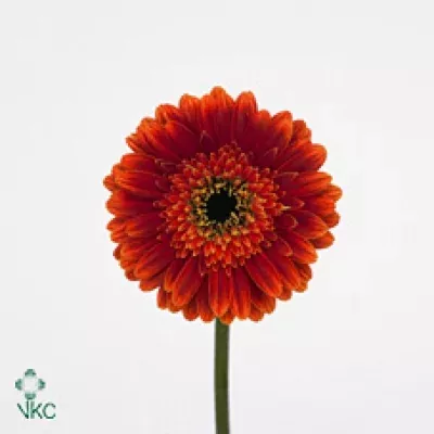 Gerbera mini ROBIN HOOD