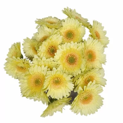 Gerbera mini ROMILY