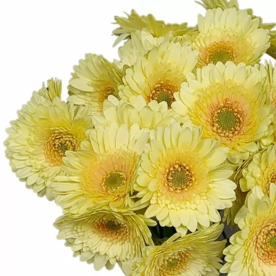 Gerbera mini ROMILY