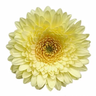 Gerbera mini ROMILY